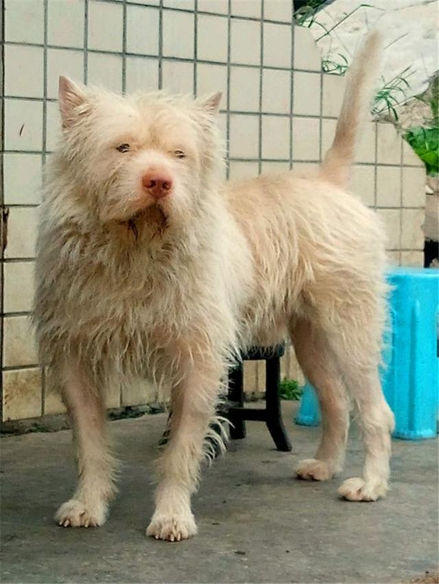 世界第三猎犬即将绝种优良的警犬模板珍贵堪比大熊猫