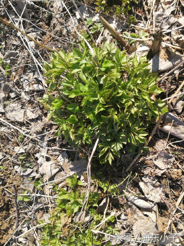 没有上山也采到了长白山的野菜,老长芹二甲芹山菠菜,吃法很多