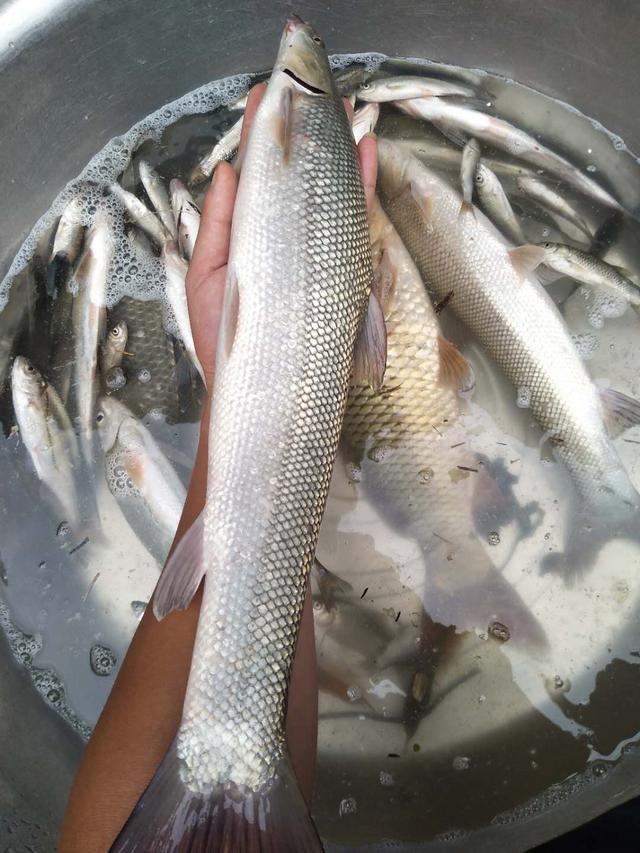 彭山沙凼钓获"怪鱼",竟是乌兹别克斯坦大鳞鲃鱼,肉质适合烧烤