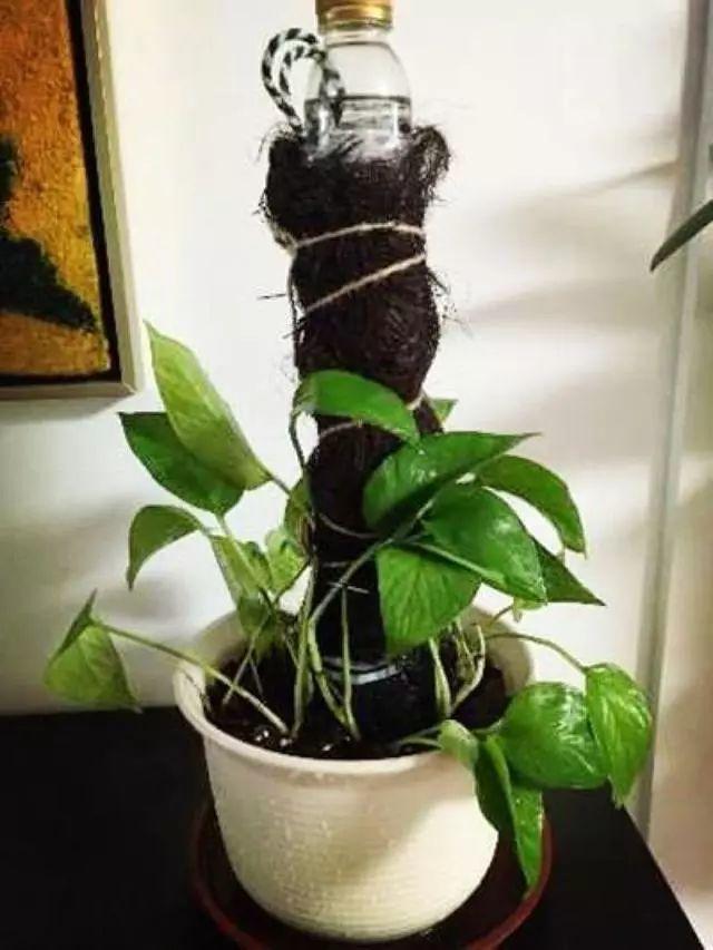 3分钟,自制"绿萝柱",这样绿萝叶子比脸大,枝条2米长