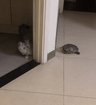 333_364gif 动态图 动图