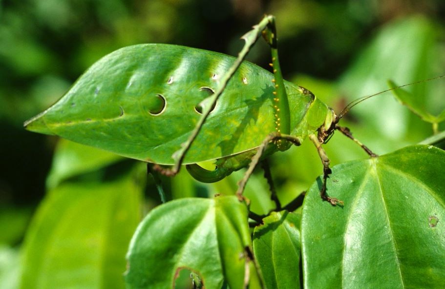 动物界的伪装大师们不仔细看根本发现不了