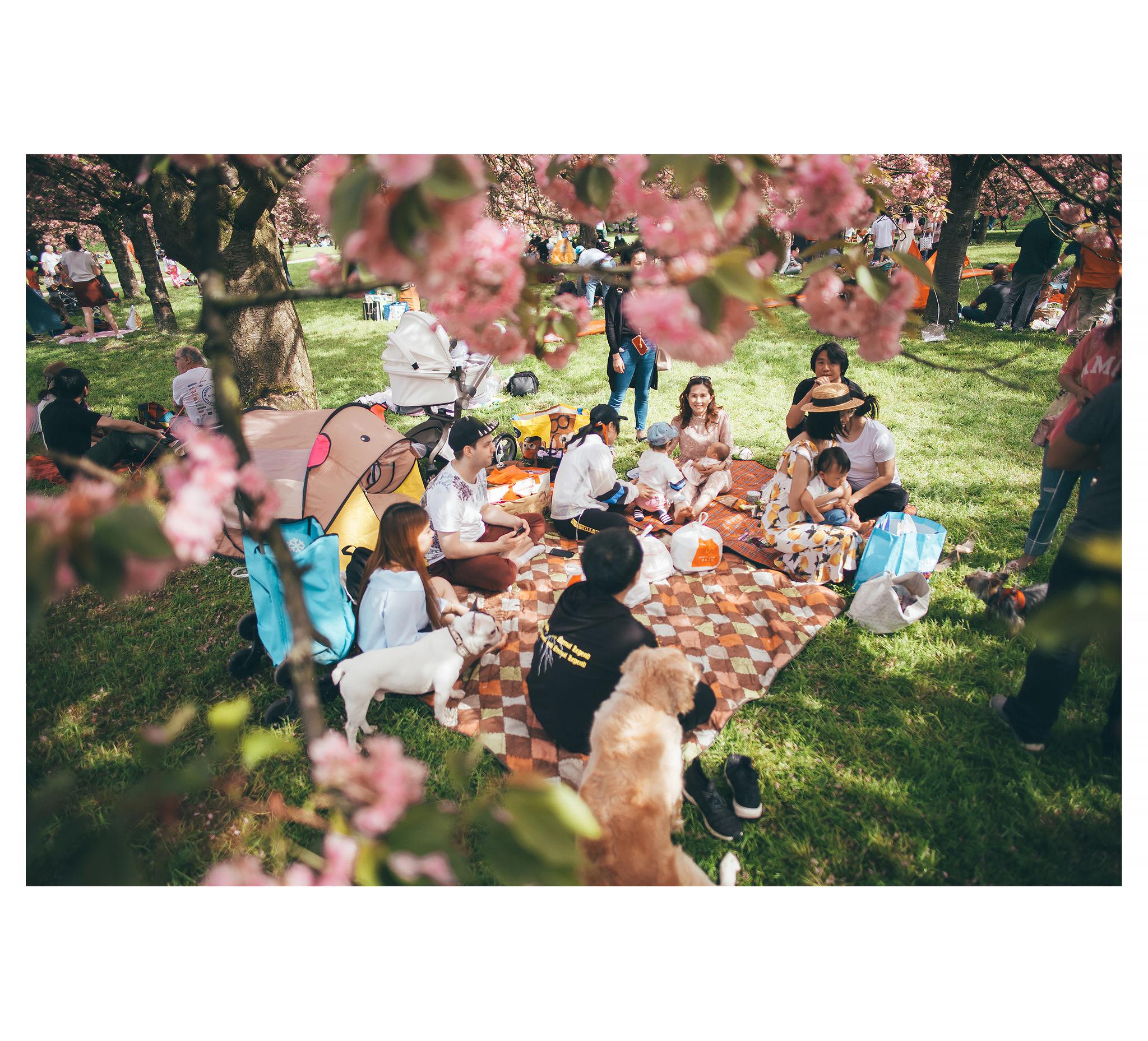 樱花季,野餐起来!