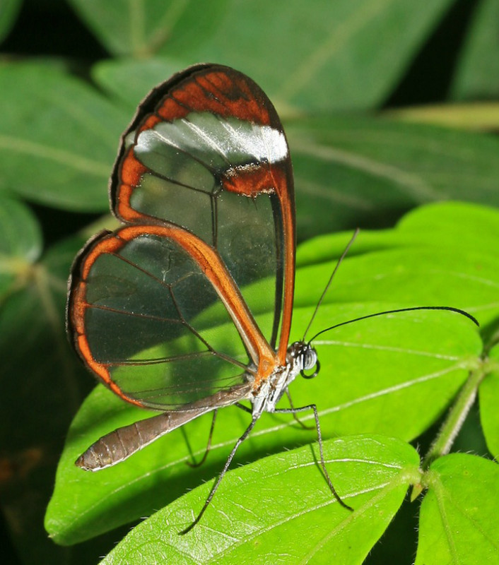 一组多名摄影师拍摄的透翅蝶图片