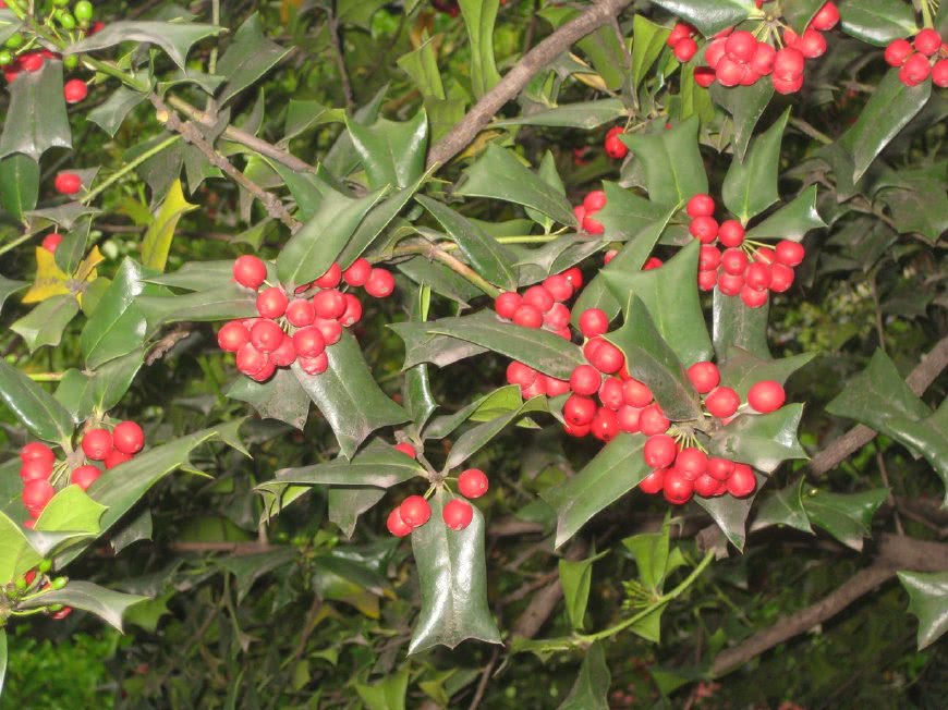 农村这种树,叶子都是刺,牲畜见了转头绕道,却不知能治牙痛