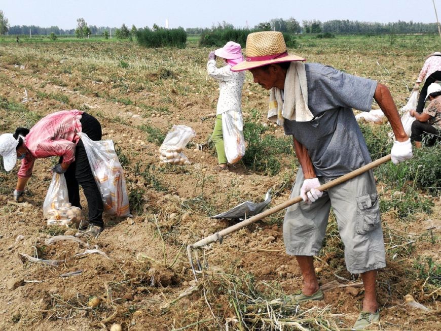 70岁老汉烈日下挖土豆每天六点开始劳作收入七八十元