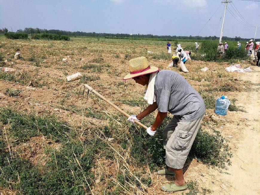 70岁老汉烈日下挖土豆,每天六点开始劳作,收入七八十元
