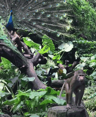 孔雀正开屏猴子就来砸场子,一个劲翻跟头,动物园竞争那么大?