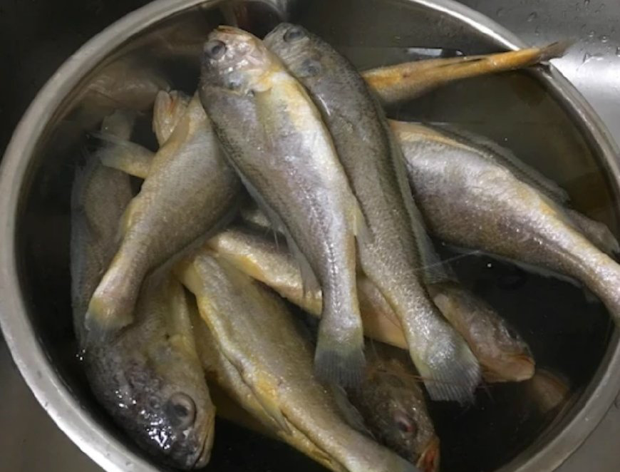 自制鲜咸干香又香酥化骨的黄花鱼罐头越嚼越香配白米饭一级棒