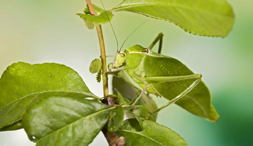 动物神奇的保护色堪称伪装大师总共20张图一张都不舍得删