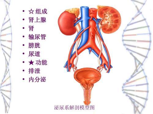 4种情况引起尿路感染