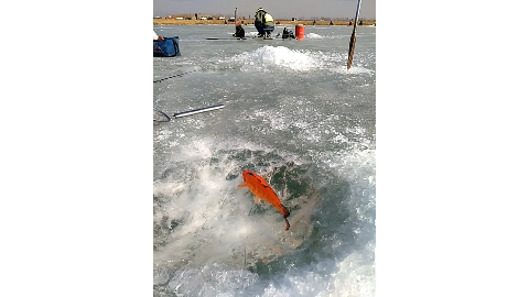 钓友们去年冰上钓鱼钓到了一条红色的鲤鱼