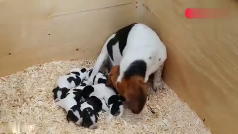 超级黏人傲娇的比格犬, 非要爸爸不停的摸摸