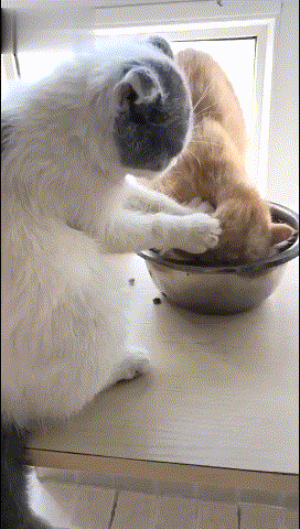 蓝白猫:喜欢吃是吧使劲吃!橘猫:延禧攻略看多了吧,摁我头干嘛