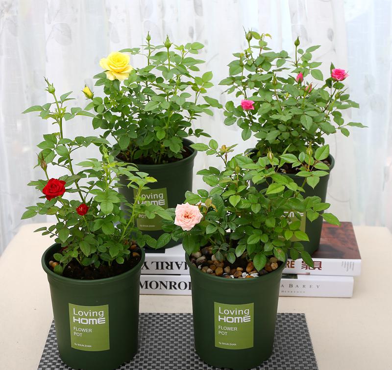 红豆杉|盆栽|珍珠_新浪新闻