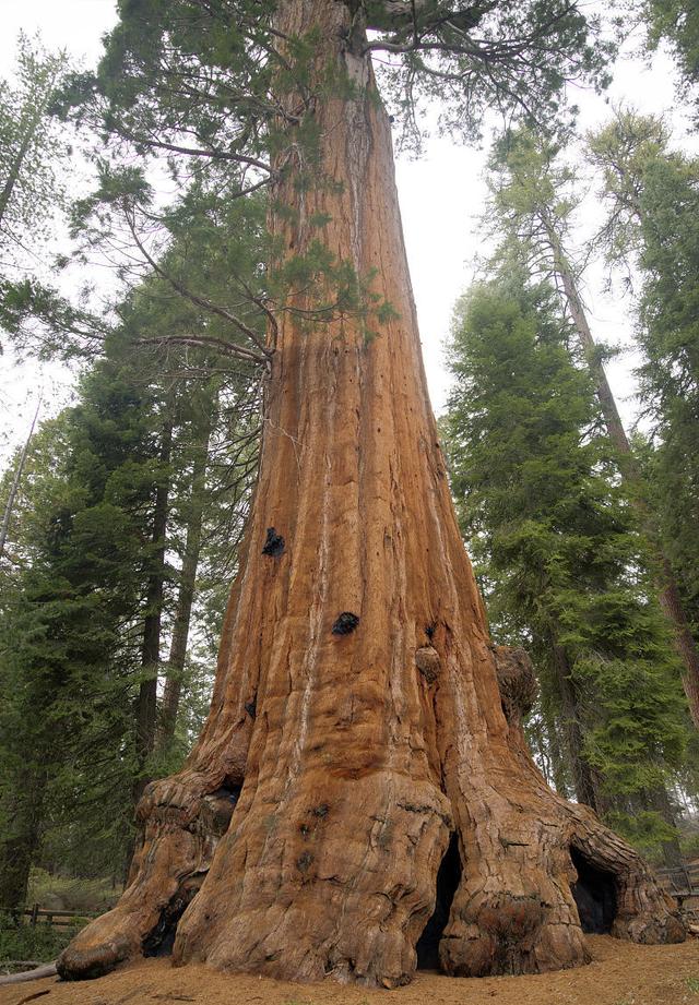 世界上最大的树20个人都抱不住2700岁有45层楼高