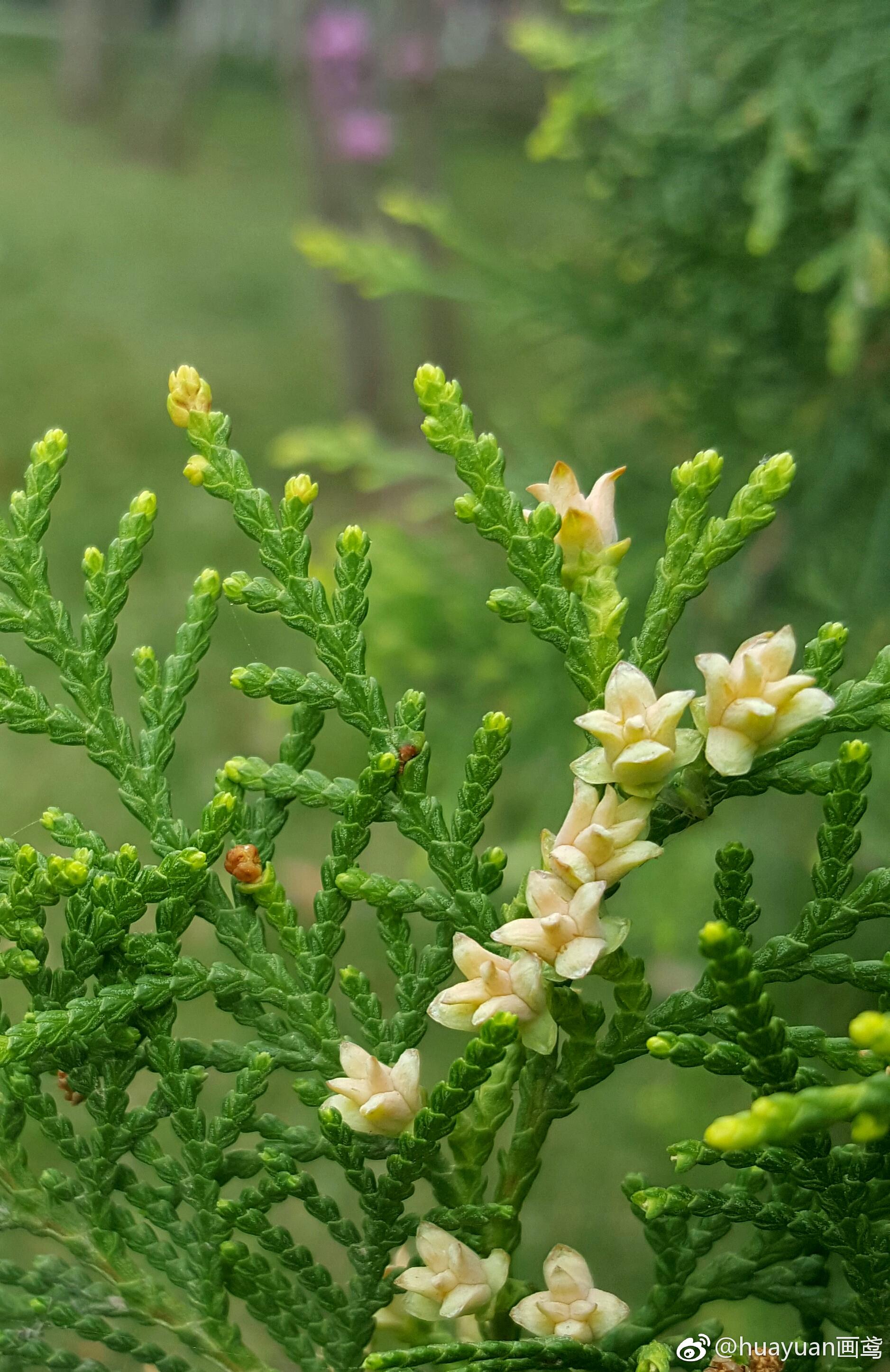 西安文景公园难得一见的侧柏开花人们常说松柏四季长青却有失开