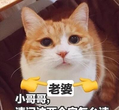 最特别搞笑的猫咪头像带文字