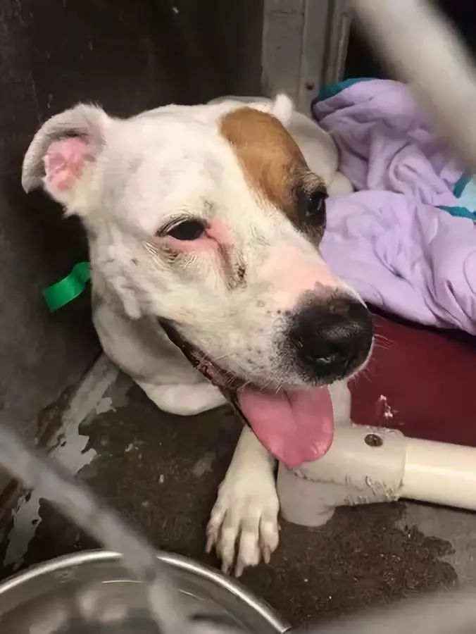 胆小的狗狗害怕烟火,人们想出了这种办法