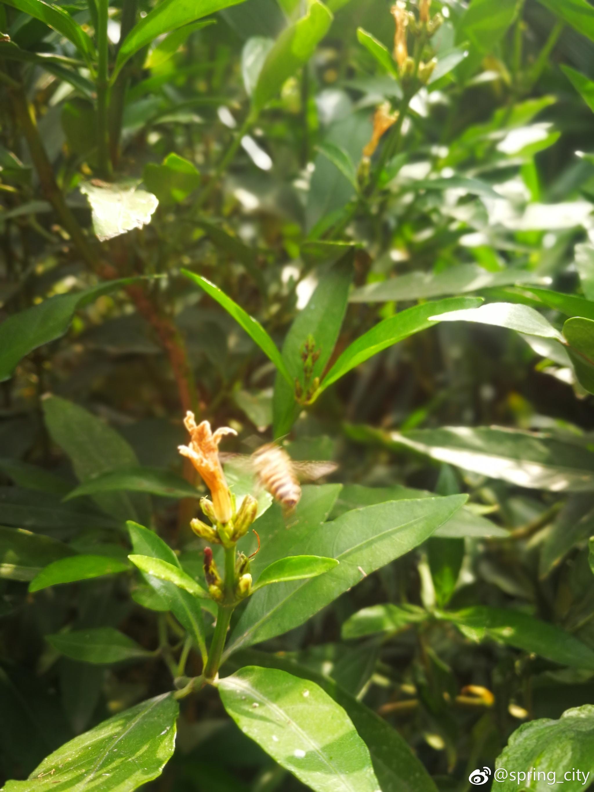 小驳骨爵床科爵床属中草药