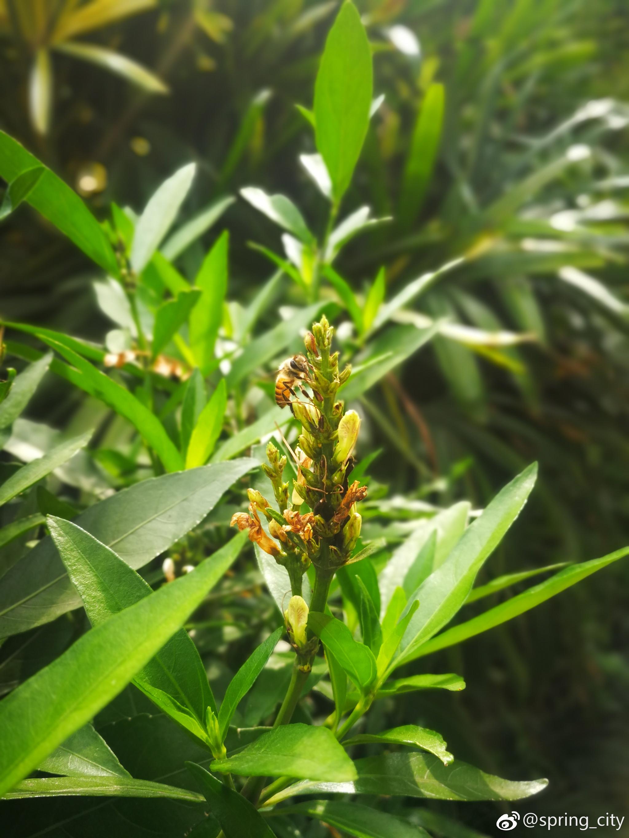 小驳骨爵床科爵床属中草药