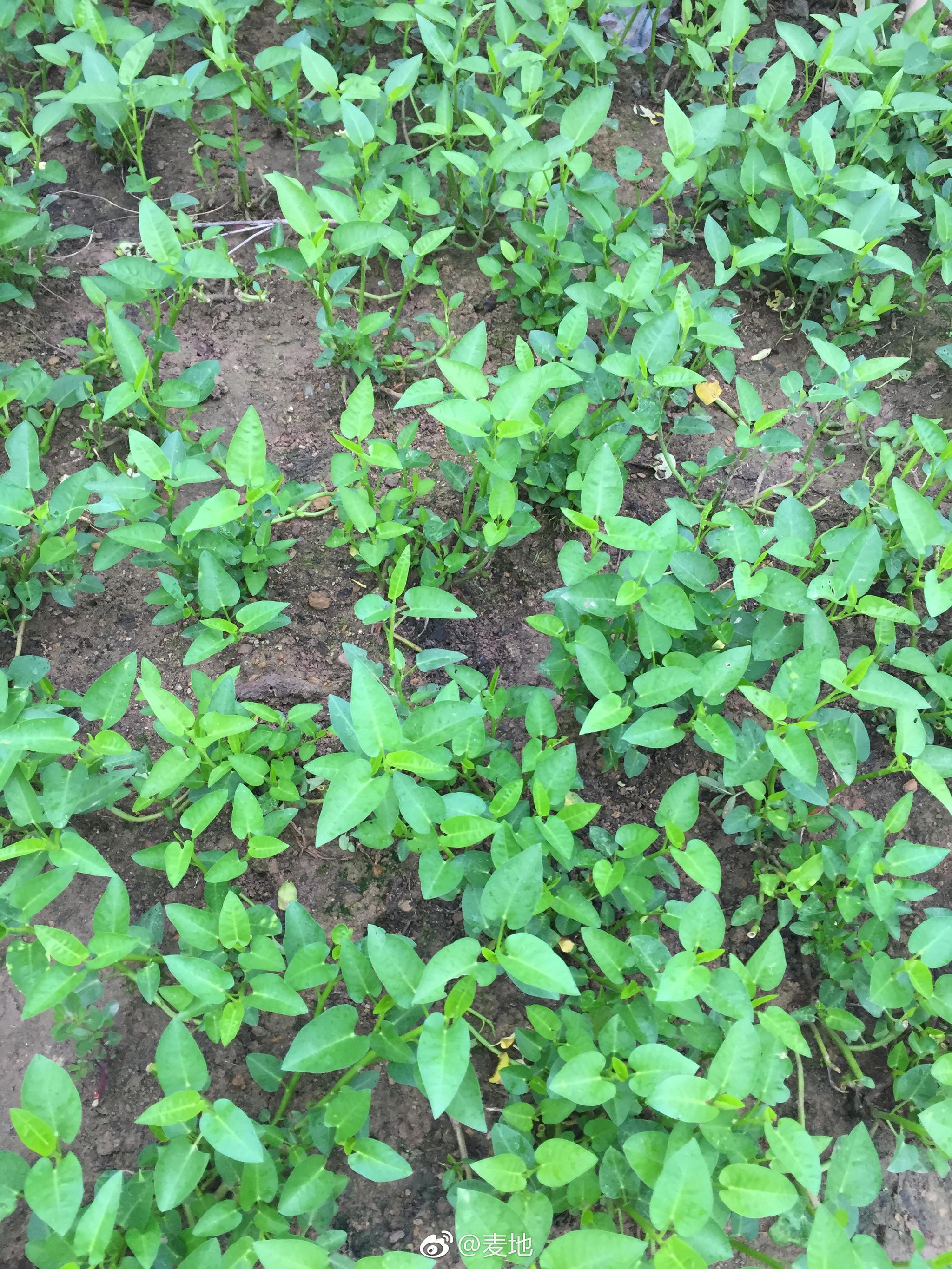 只有韭菜生命力顽强,割了又生,生了又割,子又生孙,孙又生子,子子孙孙