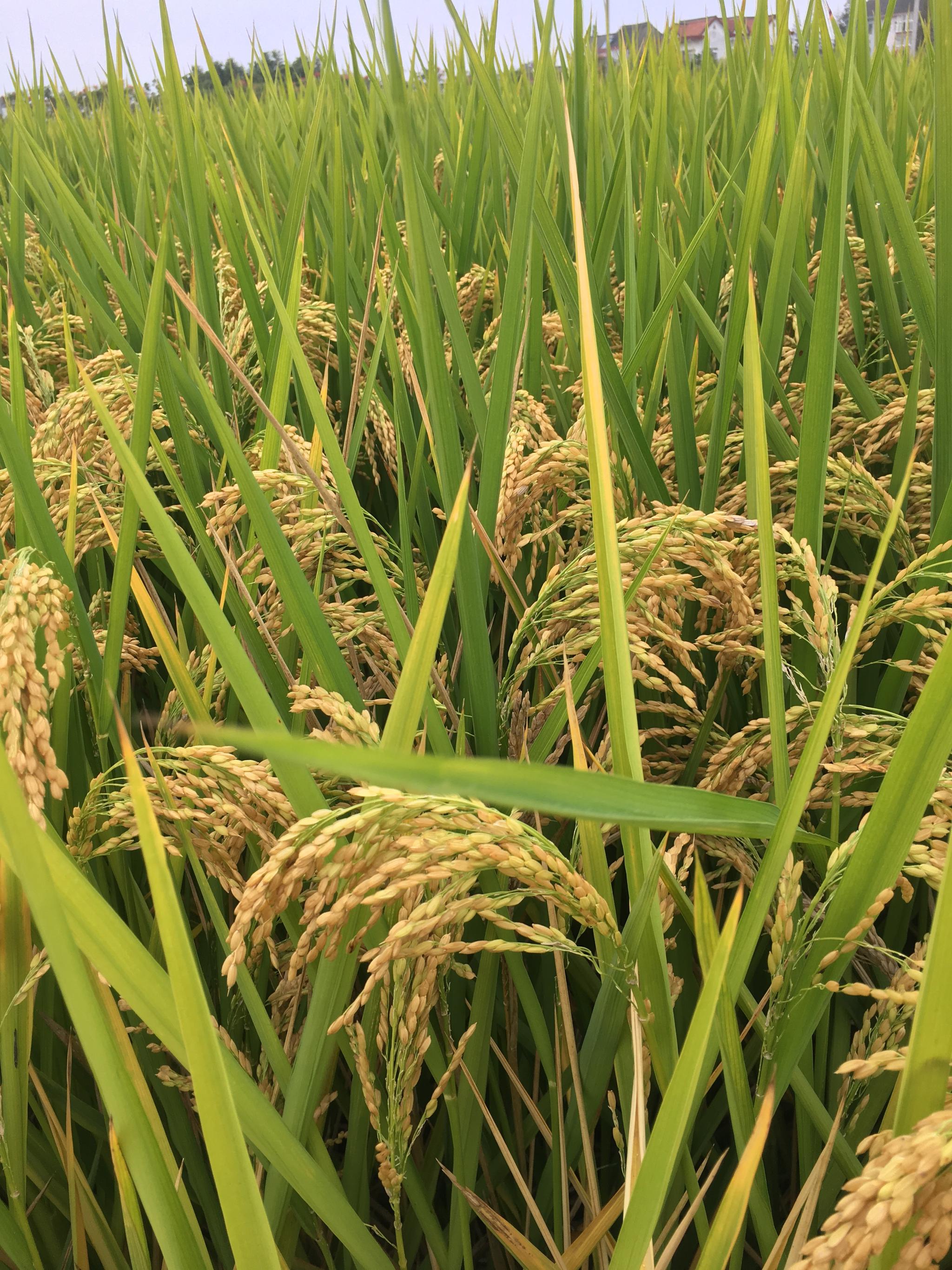 漫步乡间道,阳光陌上柔.