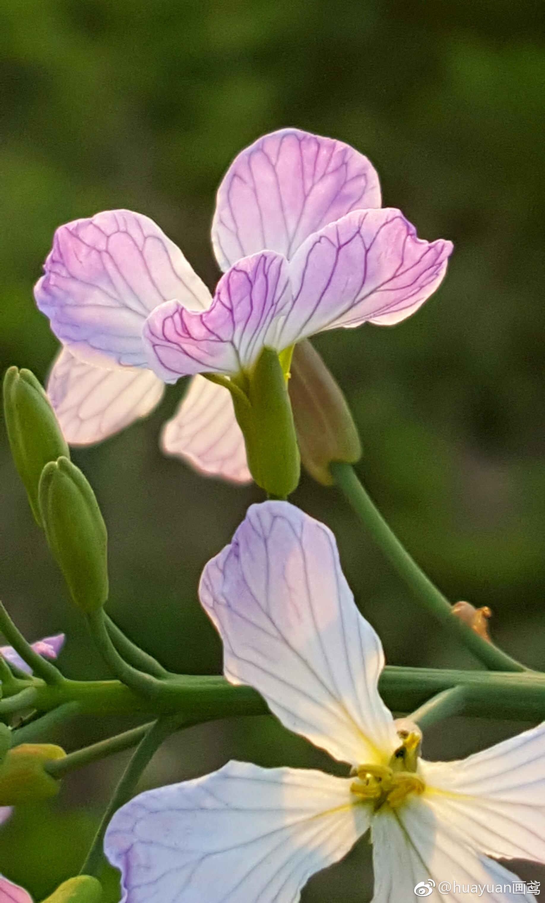 萝卜花为十字花科，一年生或越年生草本，春末茎梢分枝着花