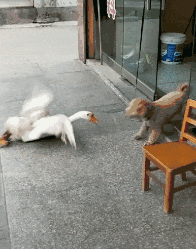 被绑双腿的大鹅挑战泰迪,战果让网友感叹:不愧是村中三霸之首!