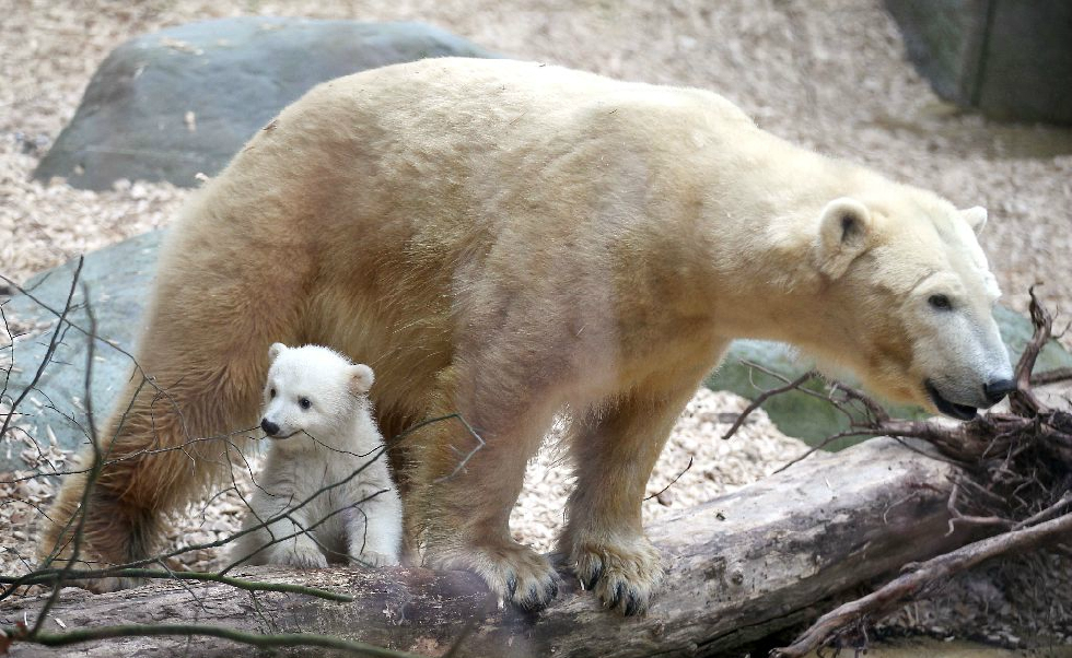 德国动物园里北极熊母子情深母子一起快乐的玩耍画面温馨感人