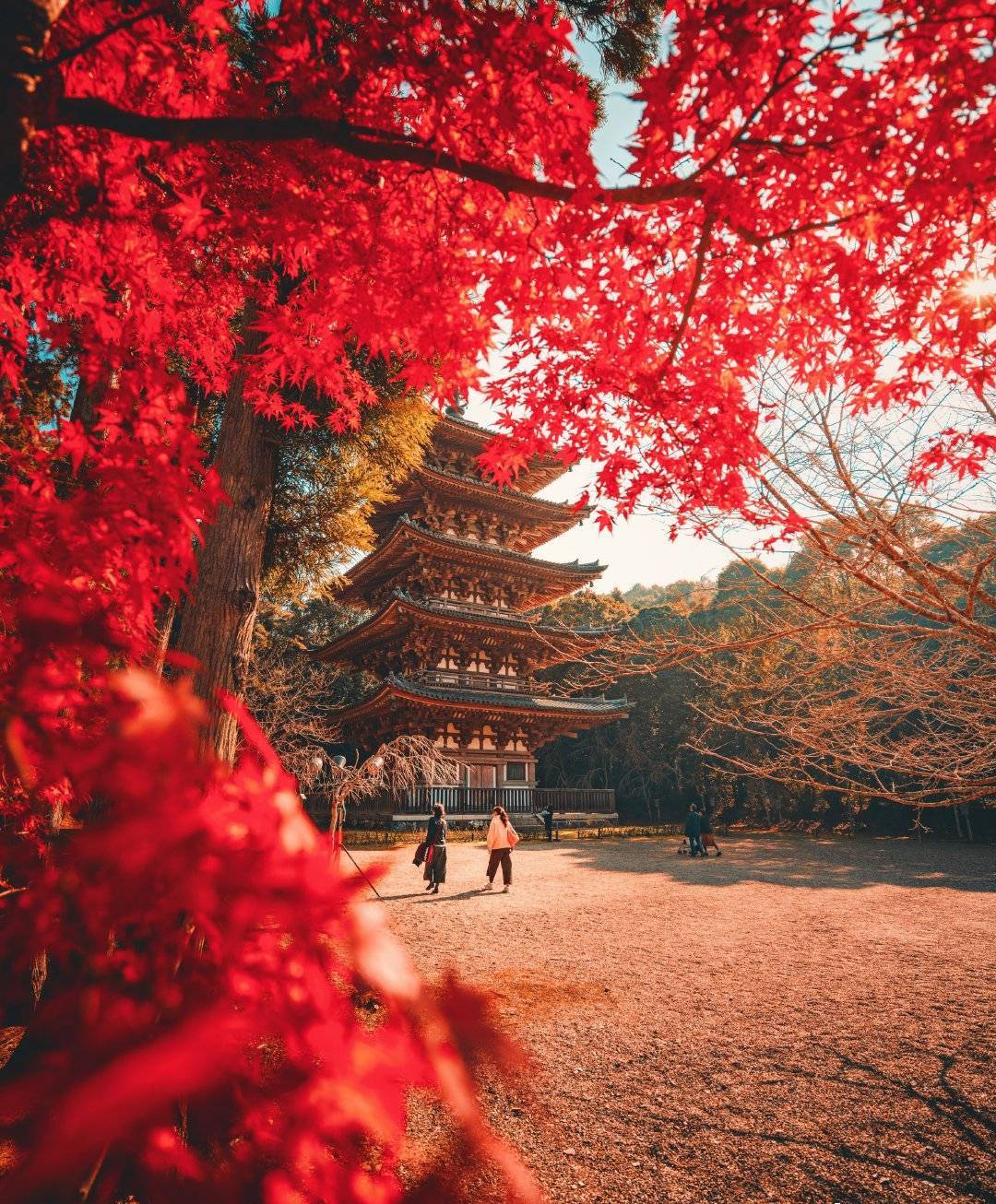 京都奈良红叶939393 67676767|摄影师@矢向直大|奈良
