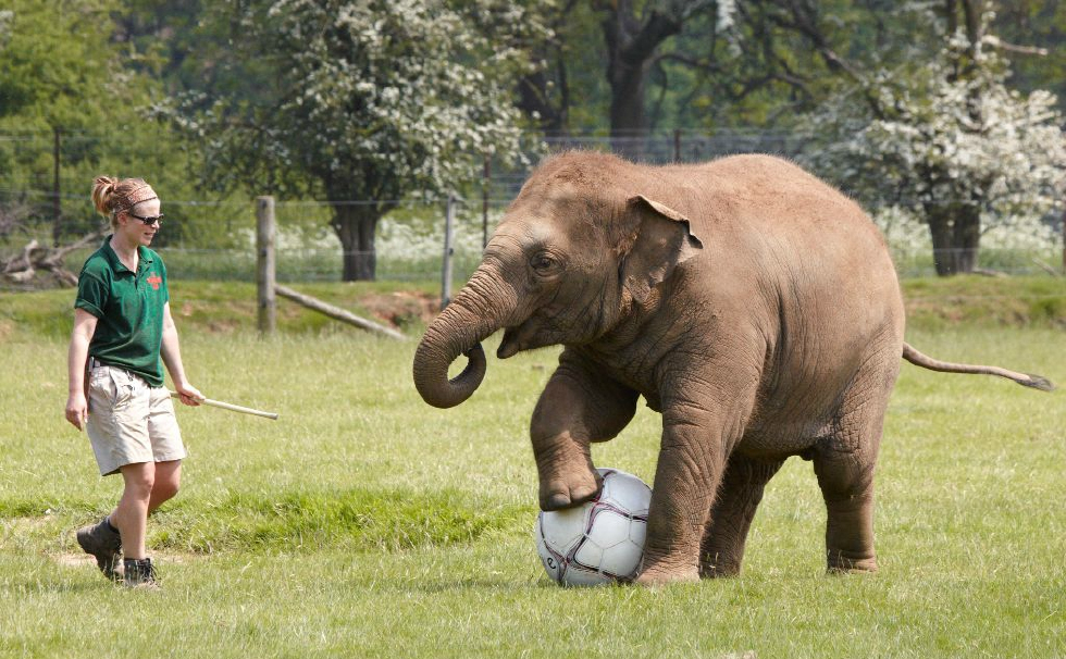 2岁的大象踢足球也想去世界杯头球脚球最厉害的是鼻子