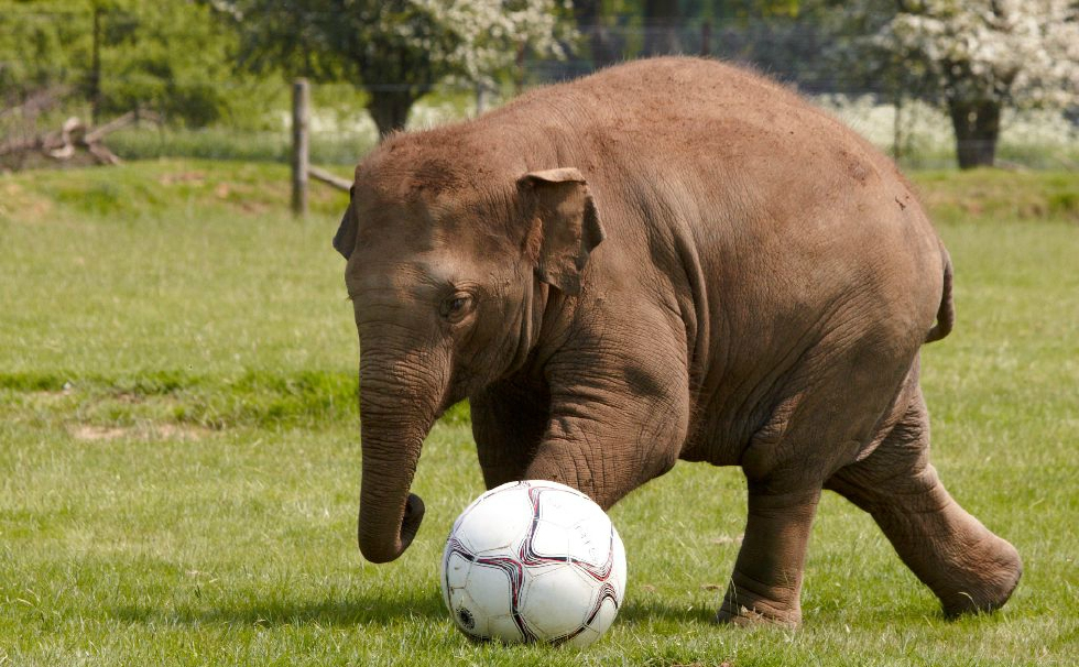 2岁的大象踢足球也想去世界杯头球脚球最厉害的是鼻子