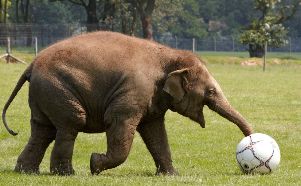 2岁的大象踢足球也想去世界杯头球脚球最厉害的是鼻子