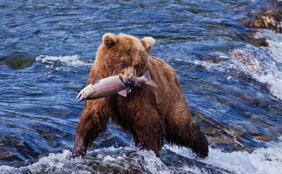 美国摄影师抓拍三只灰熊水中捕鱼的瞬间,搏击沧流,方显英"熊"本色.