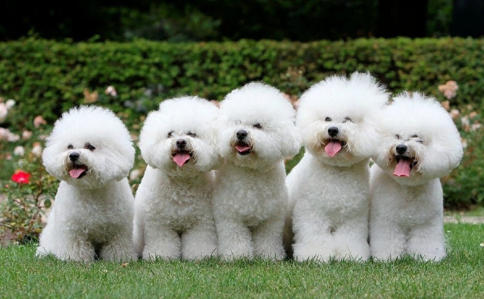 可爱的狗狗们,我们一起做朋友吧|小狗狗|立正|鸭鸭_新浪新闻