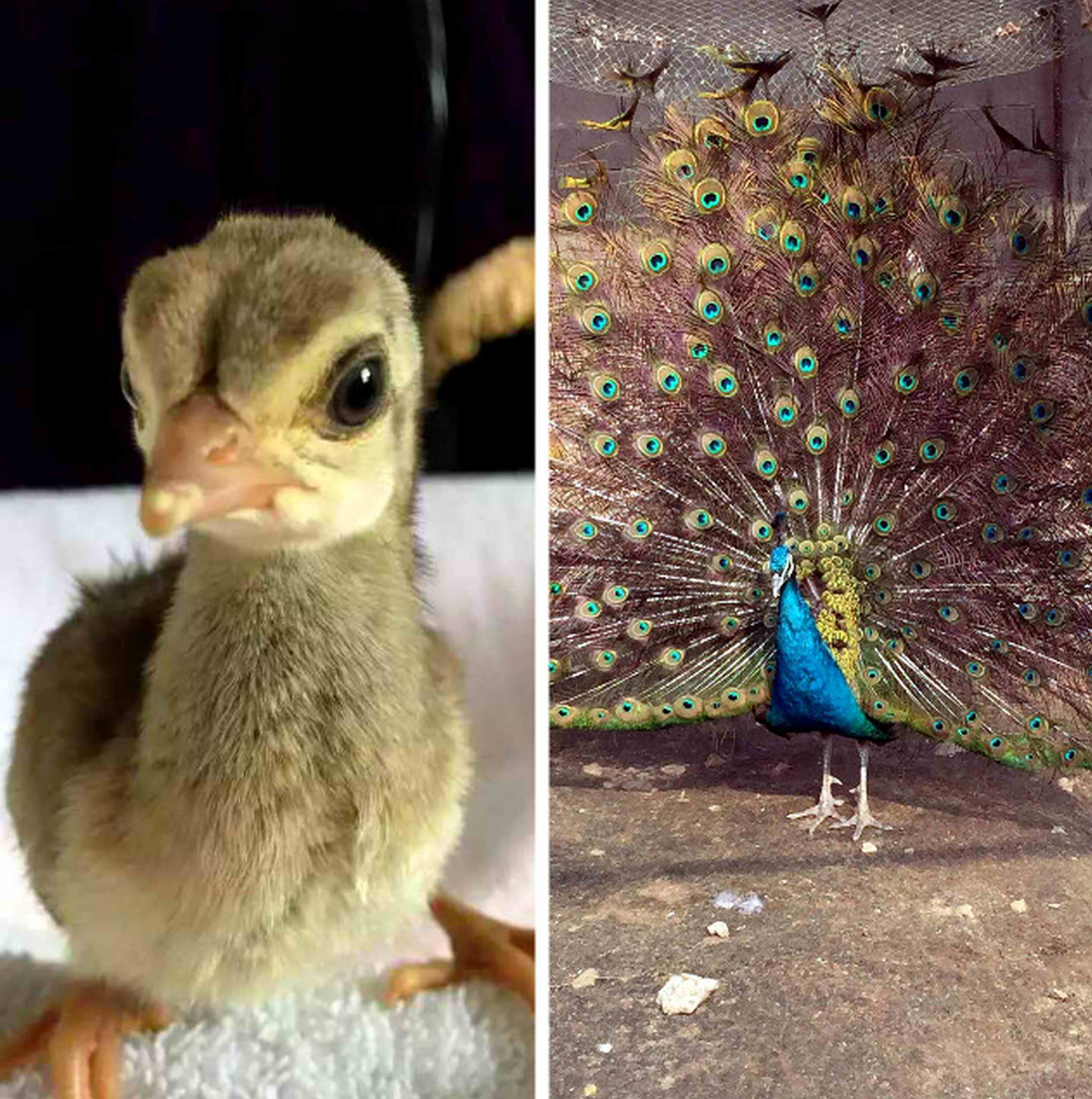 小夫妻舍弃都市生活在大山里创业专养这美丽的孔雀开辟出新天地