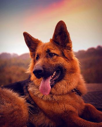 为什么德牧的后背会越来越倾斜这里给你科学的解释