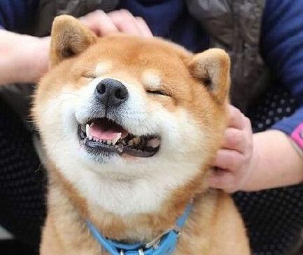 主人闲来无事就会揉自家的柴柴看这柴柴的表情就觉得被治愈了