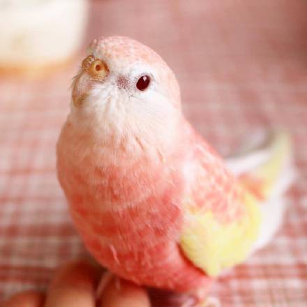 超像水蜜桃的秋草鹦鹉这个颜色也太梦幻了好想咬一口呀