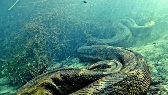 不可思议, 这是世界上最大的蛇, 专门吃鳄鱼为主食