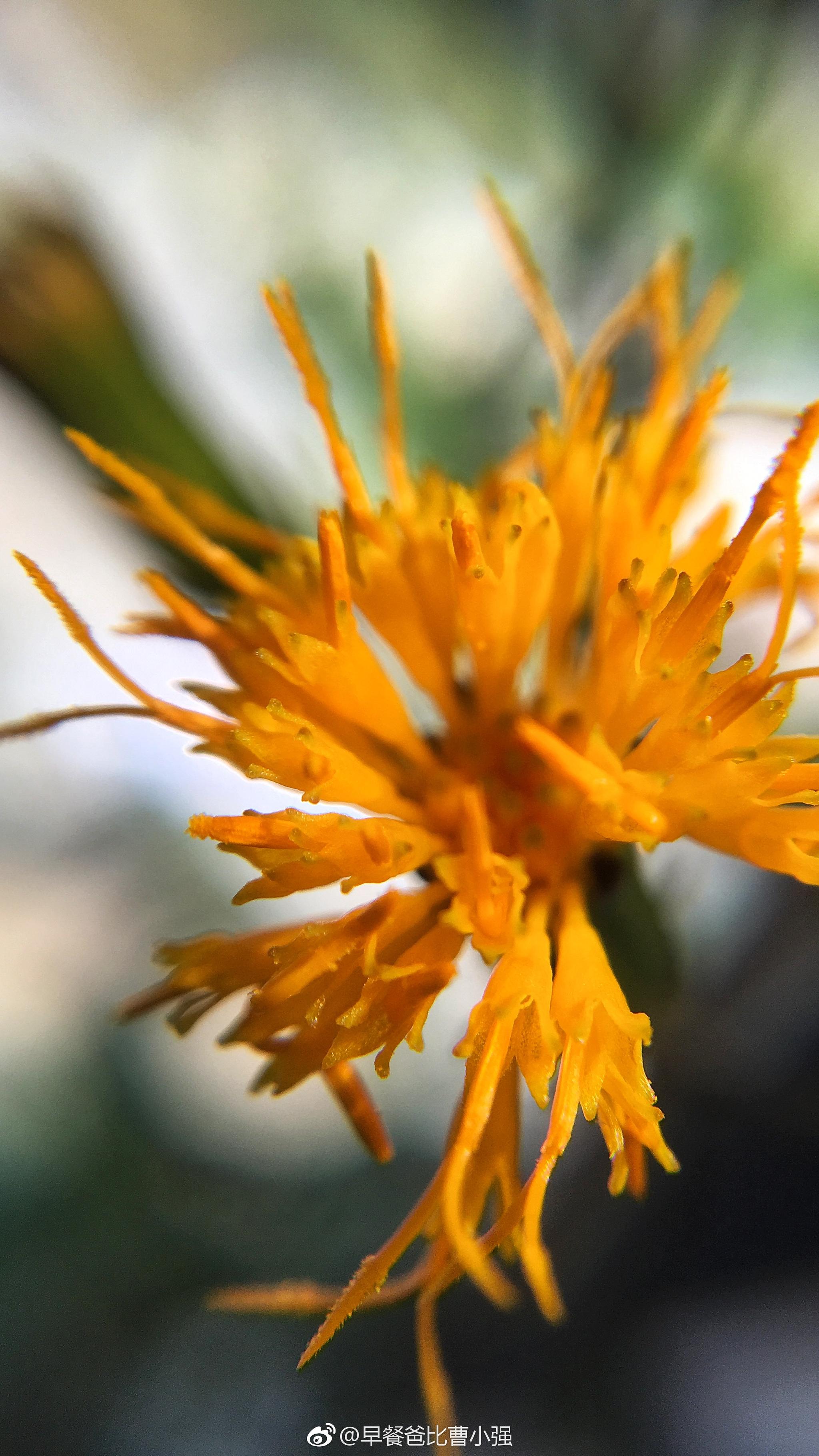 开花了有点鸡冻@植物人史军 67手指长的一株明月草如今已经分了好几