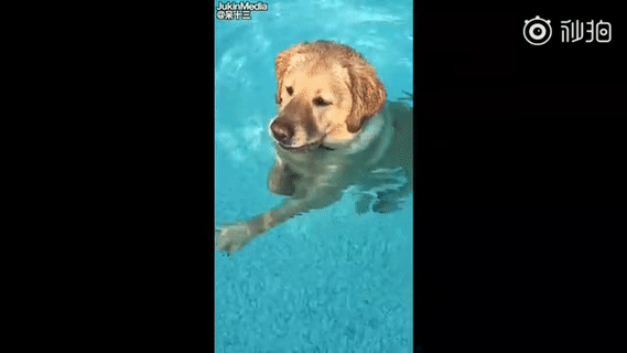 狗游泳时发现自己能站起来!揣着手一脸懵:这不是欺负老实人嘛?