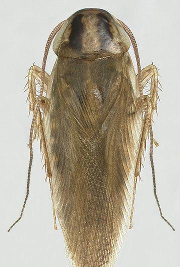 最常见的三种蟑螂, 美国大蠊, 德国小蠊, 还有亚