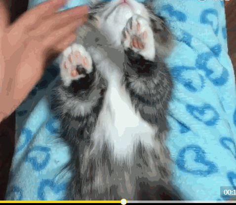 要梳爪子的时候,主人把猫咪两只立着的爪子放下,猫咪也是乖乖配合,安