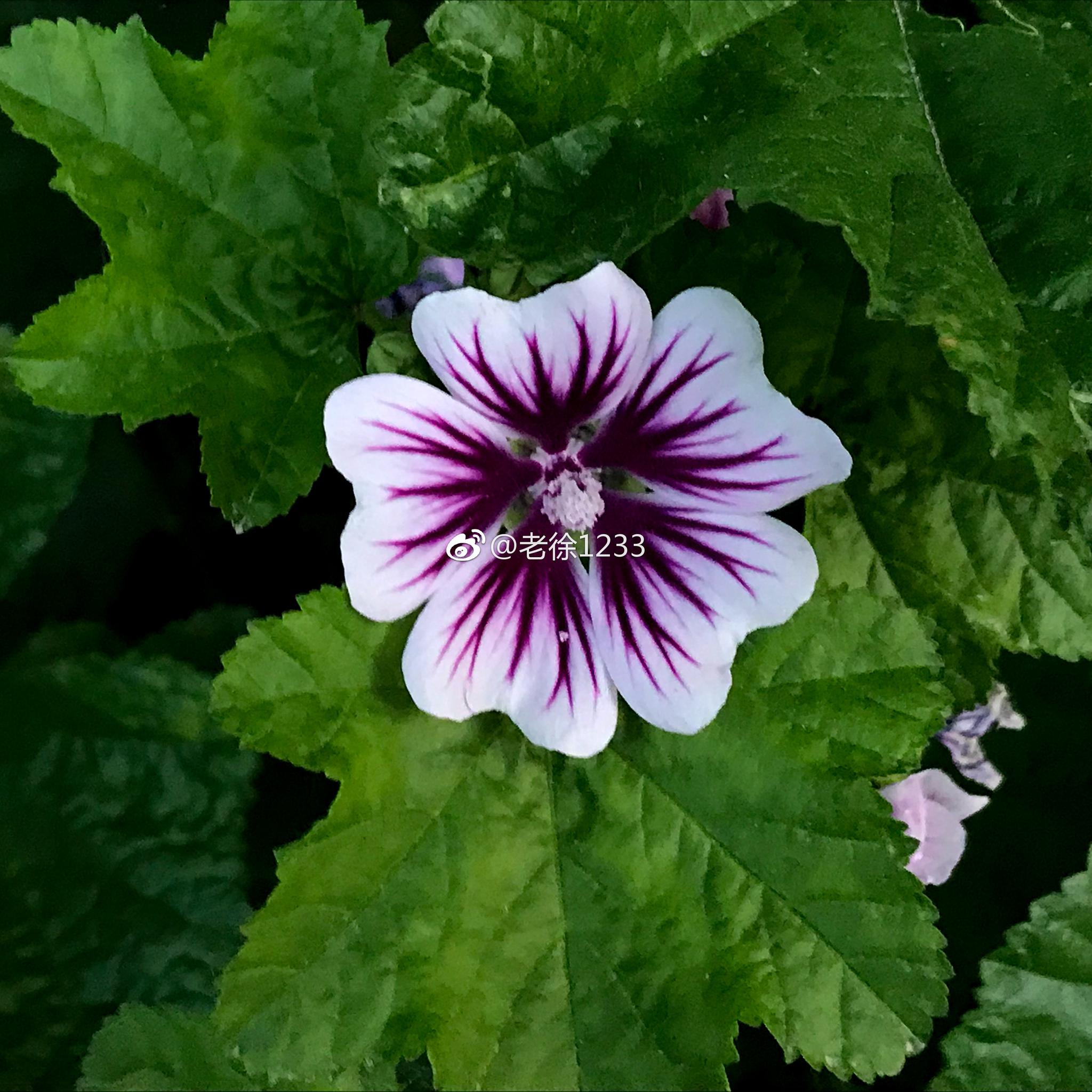 五月 紫色的花最美 紫色 内敛而又外放 热情而又冷静