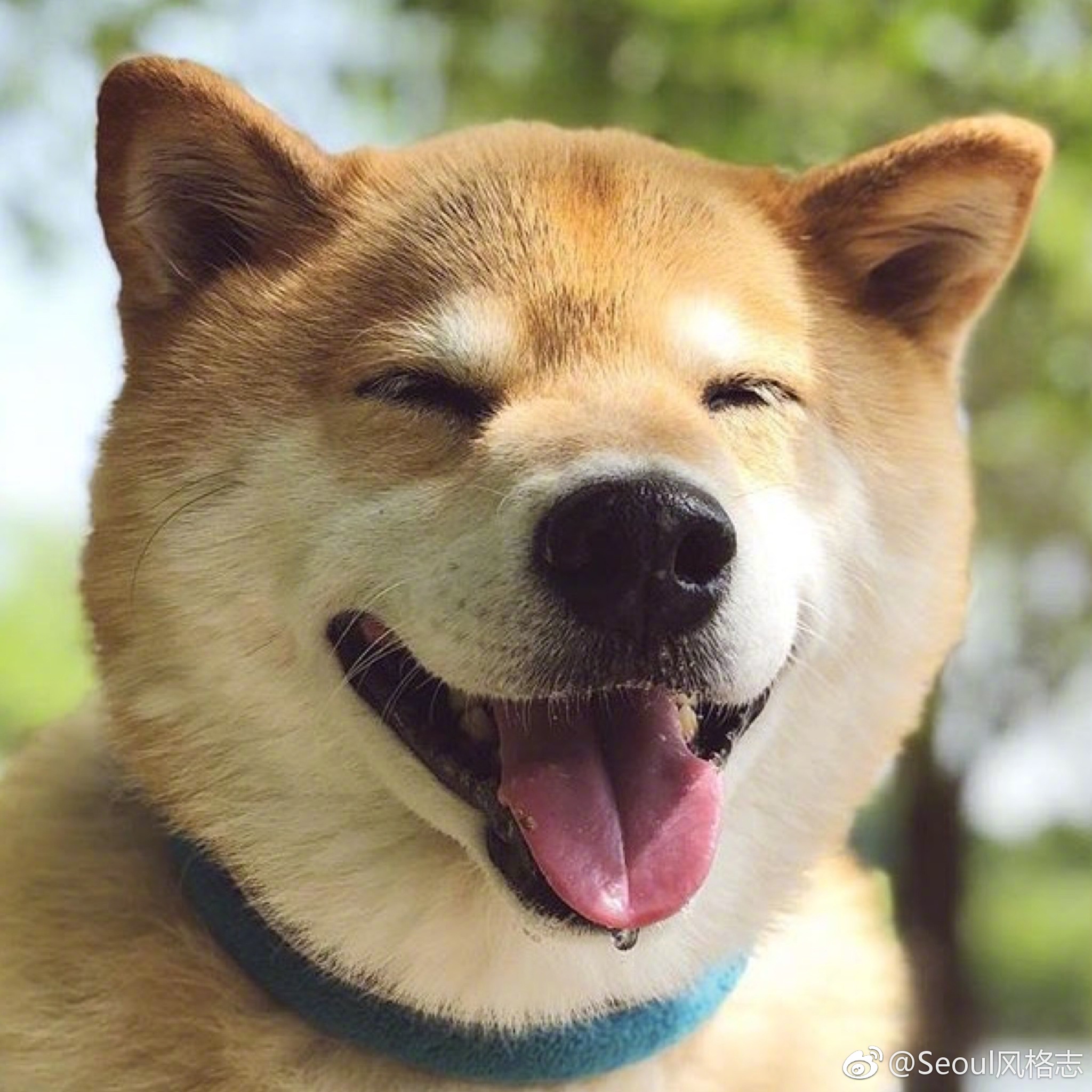 治愈系柴犬如果说养一只柴犬能收获一倍快乐那我愿意多养几只