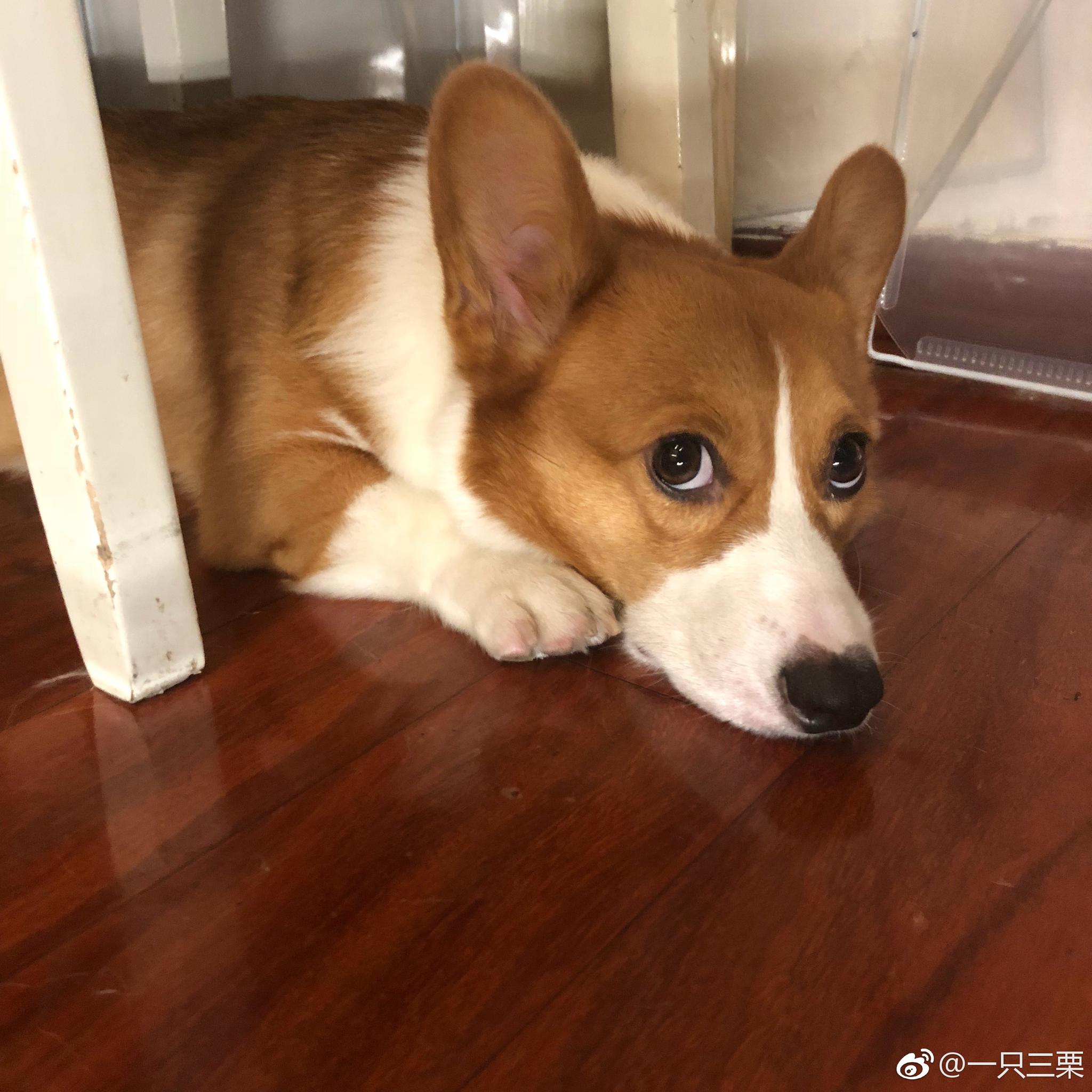 今晚有点事没带狗栗出去溜达,然后狗栗就气呼呼的趴桌下不理我了