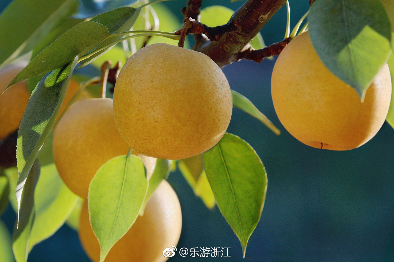 火了500多年的巨型雪梨