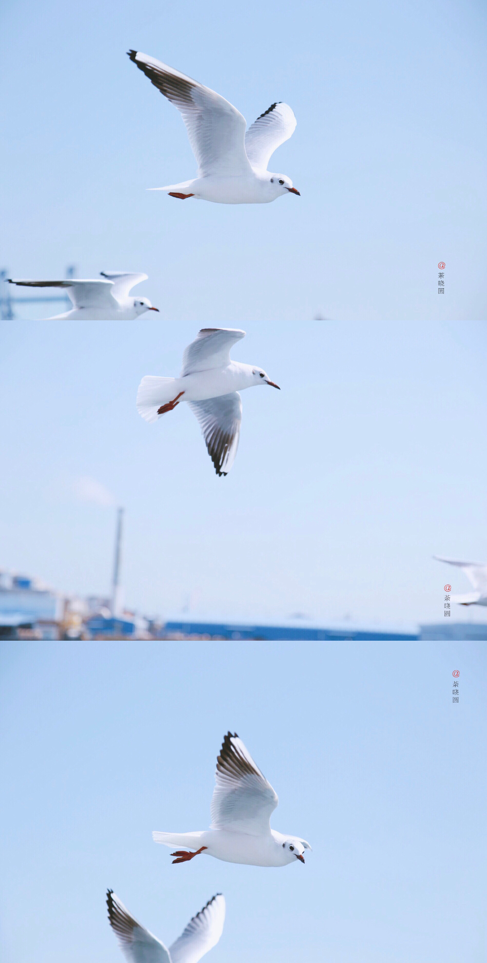 希望以后的我们,依然能像海鸥一样自由自在,并且努力保持最乐观的